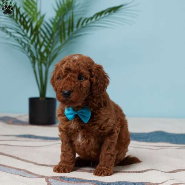 Enzo, Miniature Poodle Puppy